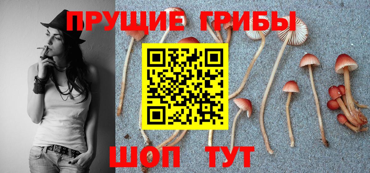 Псилоцибиновые грибы Psilocybe Десногорск